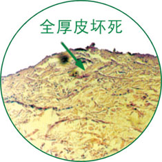 威客电竞(vkgame)-为竞技而生