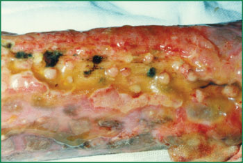 威客电竞(vkgame)-为竞技而生