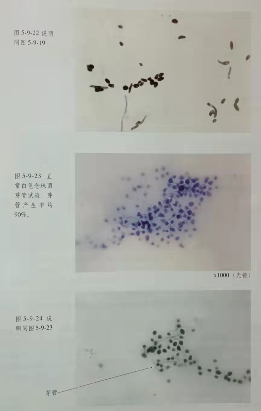 威客电竞(vkgame)-为竞技而生