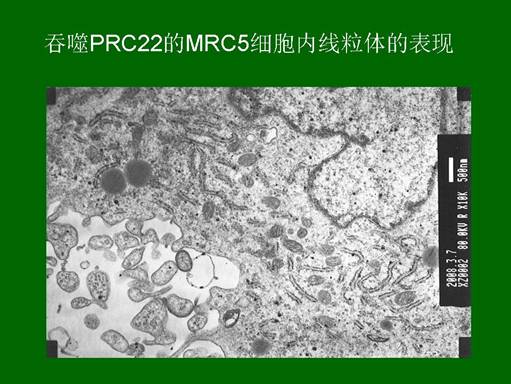 威客电竞(vkgame)-为竞技而生