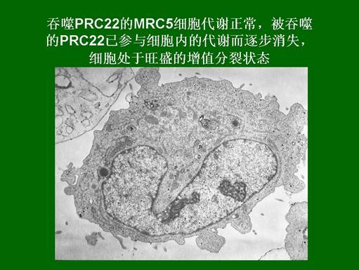 威客电竞(vkgame)-为竞技而生